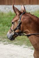 North American Sport Pony Inspection 2011